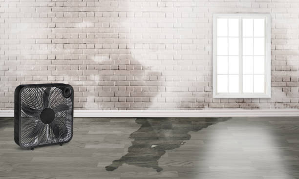 Best Basement water damage restoration  in Staples, MN